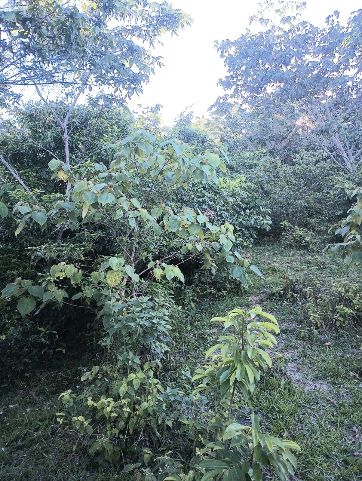 Miches Hills 60 Hectares